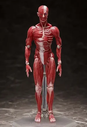Human Anatomical Model Figma Af FREEING