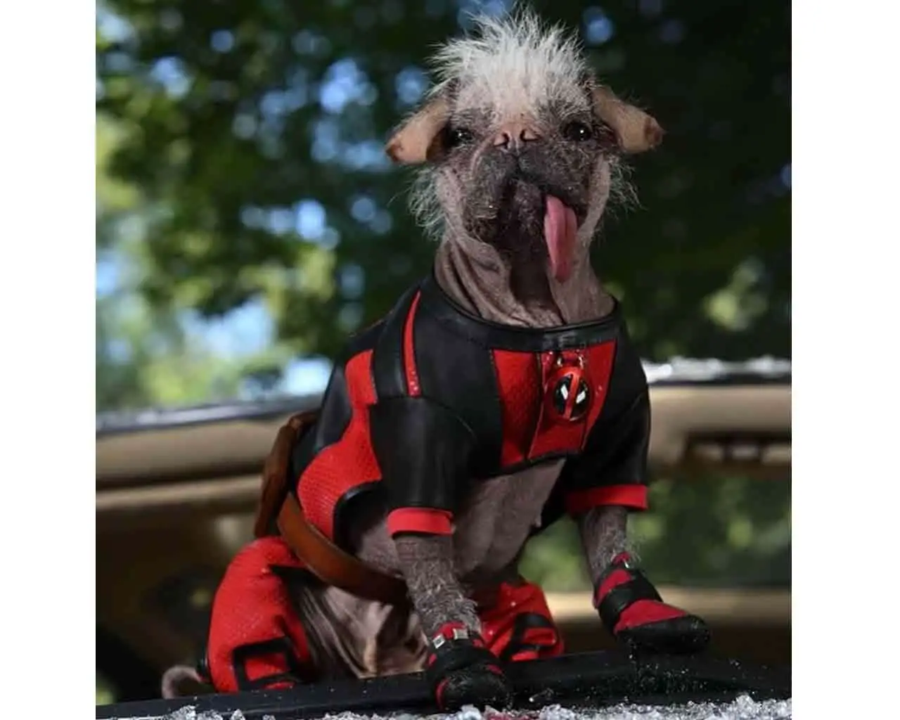 Peluche Deadpool & Wolverine: Dogpool 25 cm DS Modellismo Peluche Deadpool & Wolverine: Dogpool SIMBA