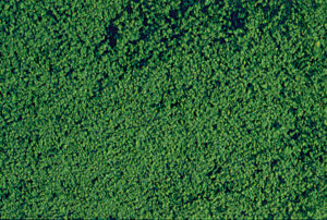 Scaglie di fogliame micro foglie verde scuro