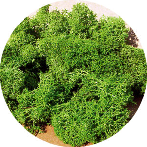 Muschio verde chiaro 75 g Heki